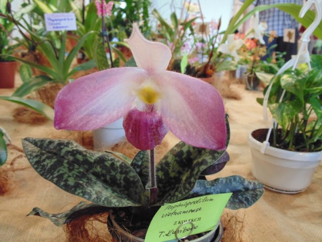 Paphiopedillum vietnamense.jpg