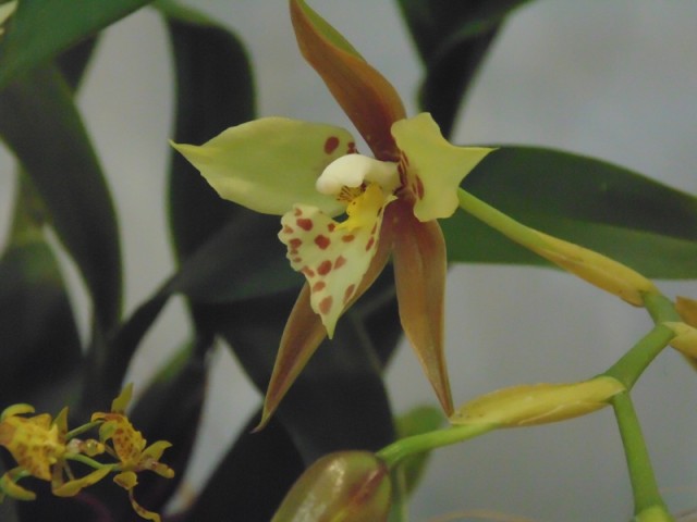 Rhynchostele maculata 2.jpg