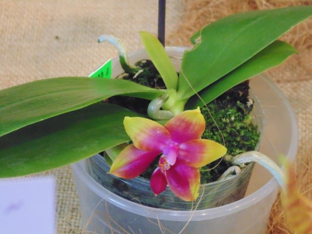 Phal. Princes kaiulani Miki.jpg