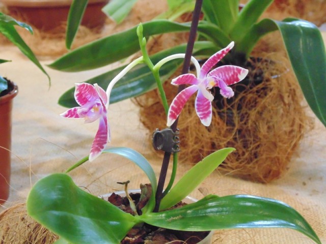 Phal. corningiana Red x speciosa.jpg