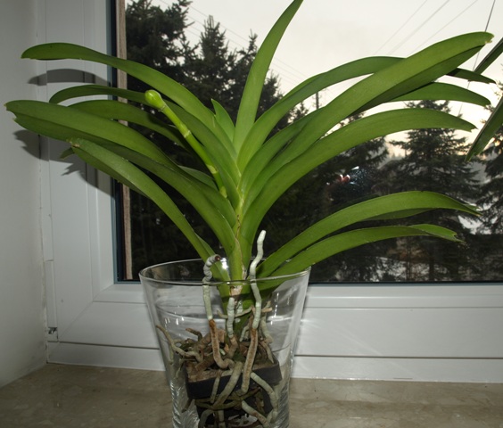 wanda w szlanej donicze.JPG