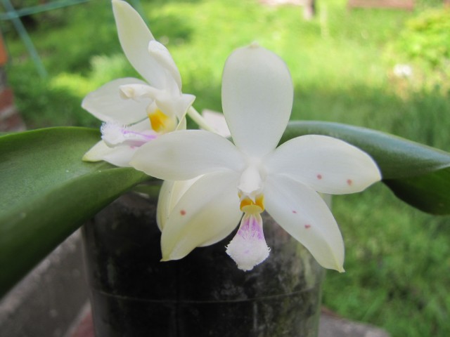 Phalaenopsis micholitzii x tetraspis.JPG