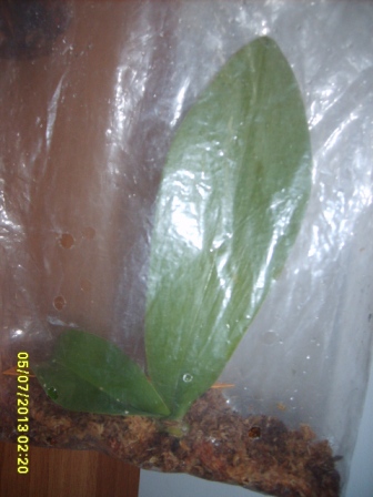 reanimacja w torebce strunowej.JPG