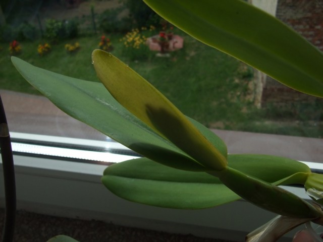 DSCF8206 (939 x 704).jpg