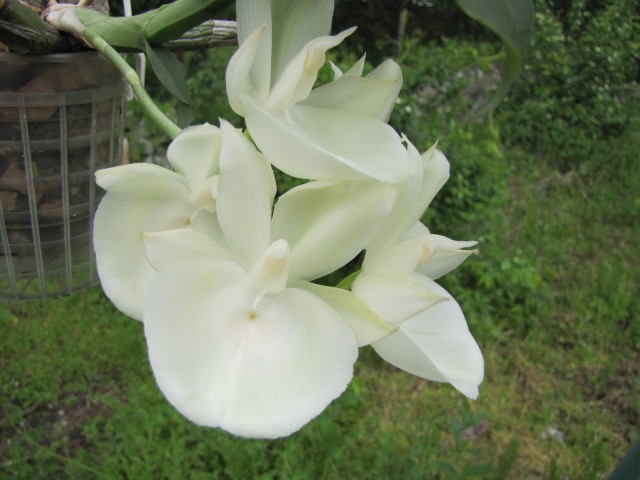 Catasetum pileatum 06.2013 032.JPG