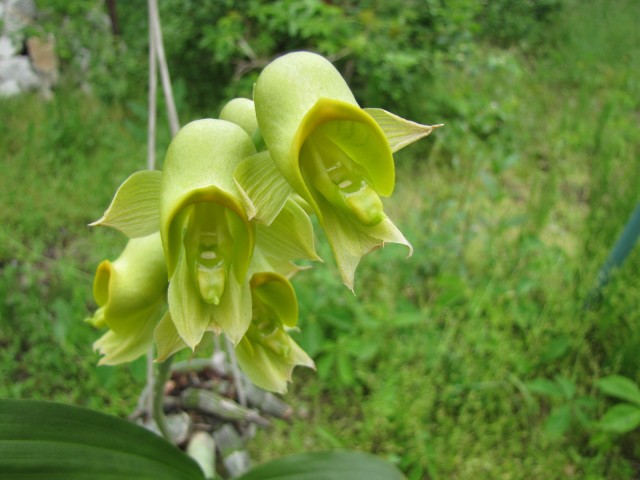 Catasetum planiceps 06.2013 018.JPG