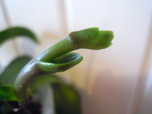 DSCN0429.JPG