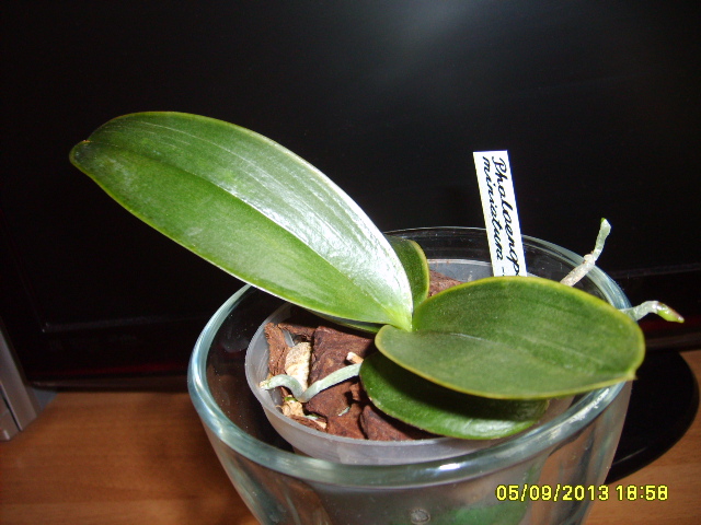 mini falek chore liście1.JPG