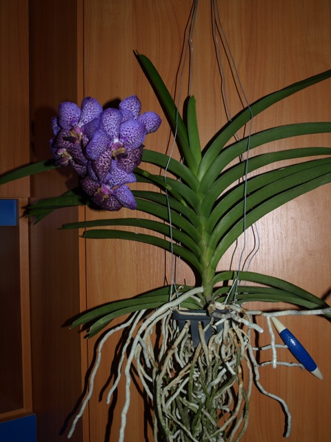 vanda na szafie.JPG