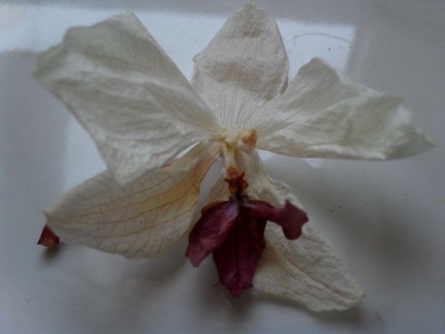 zapylenie storczyk 008.JPG