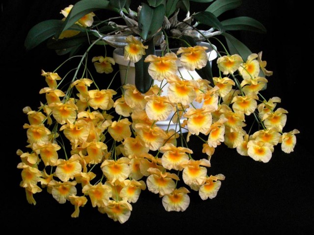 D.aggregatum forum.jpg