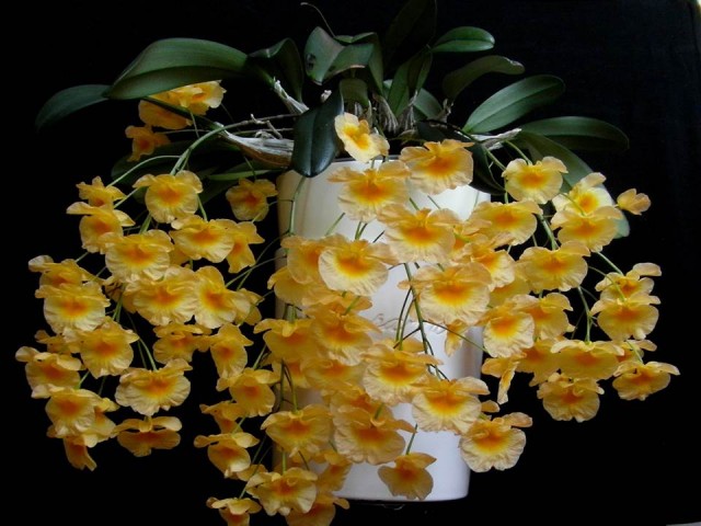 D.aggregatum forum 1.jpg