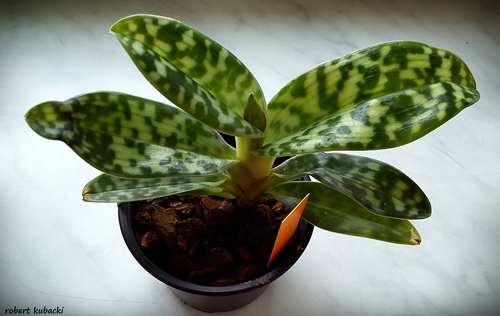 Paph. thailandense.jpg