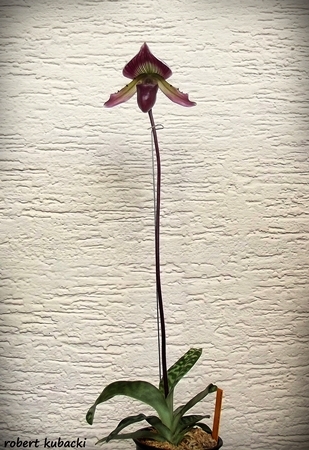 Paph.callosum-1.jpg