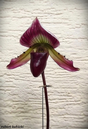 Paph.callosum-3.jpg