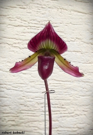 Paph.callosum-4.jpg