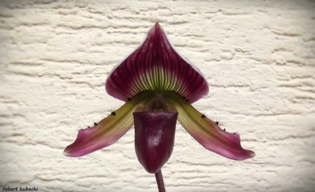 Paph.callosum-5.jpg