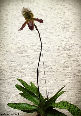 Paph.Gigas-1.jpg