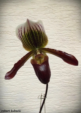 Paph.Gigas-2.jpg