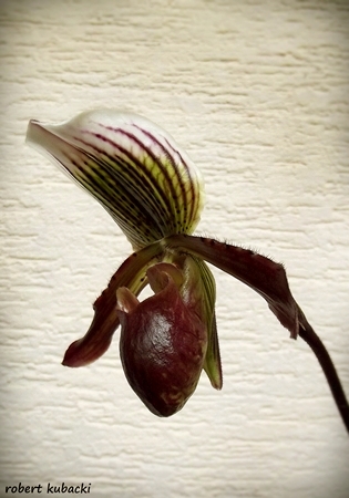 Paph.Gigas-3.jpg