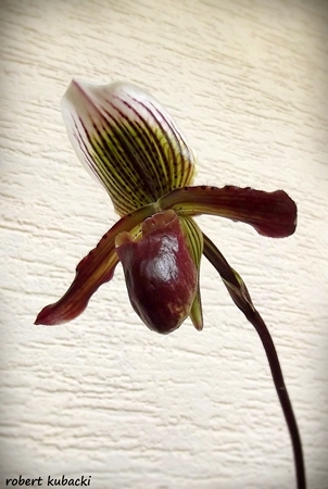 Paph.Gigas-4.jpg