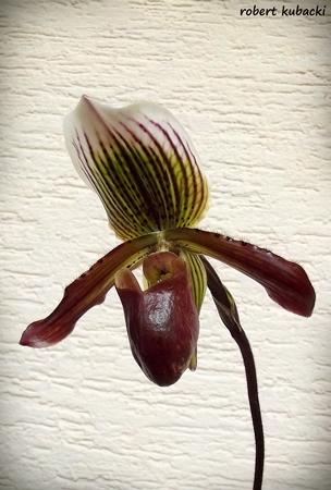 Paph.Gigas-5.jpg