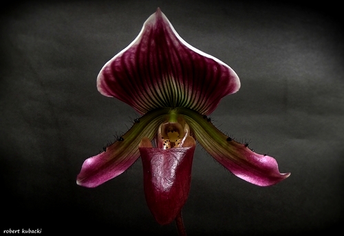Paph.callosum_1.jpg