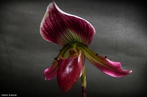 Paph.callosum_2.jpg