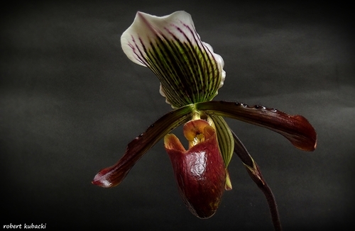 Paph.Gigas_1.jpg