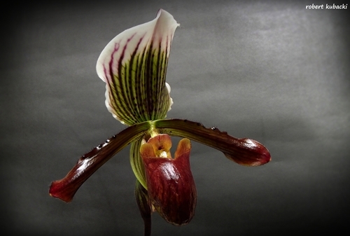 Paph.Gigas_2.jpg