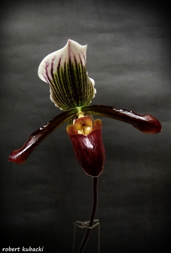 Paph.Gigas_3.jpg