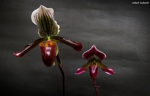 Paph.Gigas+callosum.jpg