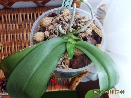 wiotkie liście phal. mannii2.JPG