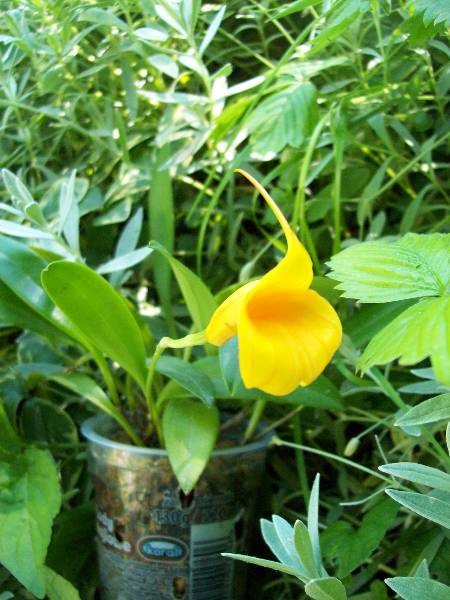 Scheila mix przed burzą.jpg