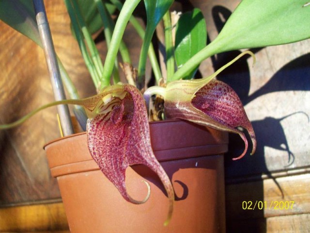 M.angulata na słoneczku.jpg