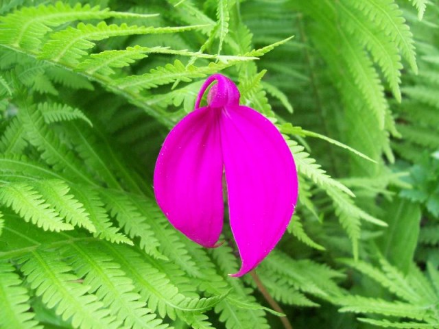 Masdevallia coccinea 2013 - 3.jpg