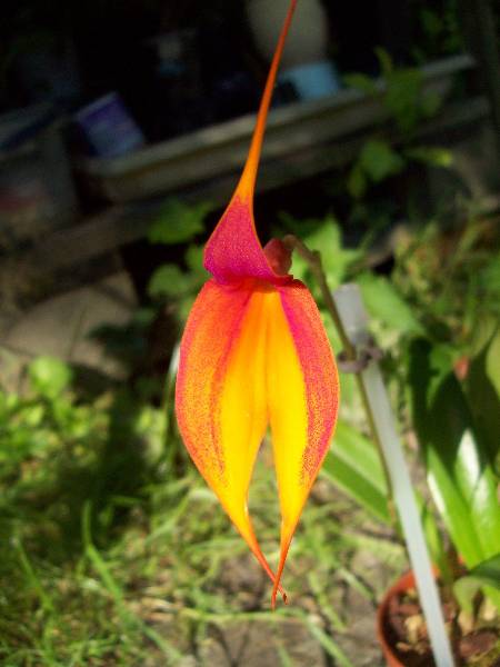 Kwiat w słońcu.jpg