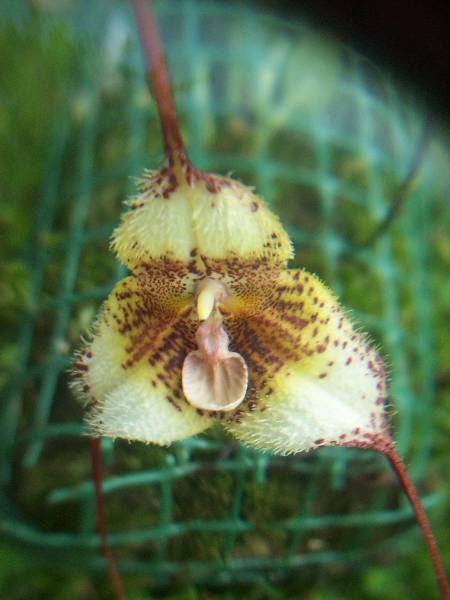 2 kwiat 2013 z włoskami.jpg