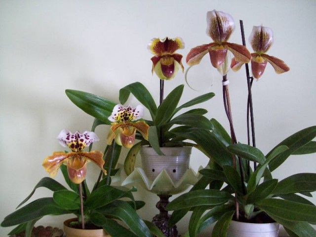 zbiorówka Paphiopedilum 2013marzec.jpg