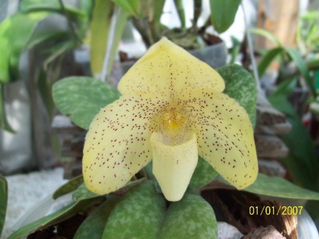 najlepsze zdjęcie całego kwiatu 2012.jpg