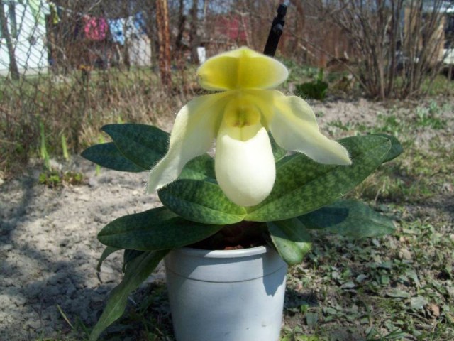 Deperle cały 2013.jpg