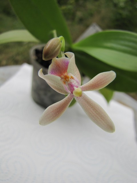Phal. equestris aurea x cornu cervi alba (1).JPG