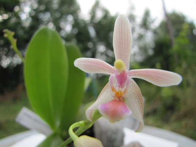 Phal. equestris aurea x cornu cervi alba (2).JPG