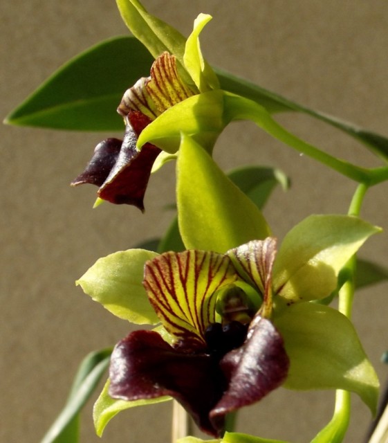 DSCF0040 — kopia — kopia.JPG