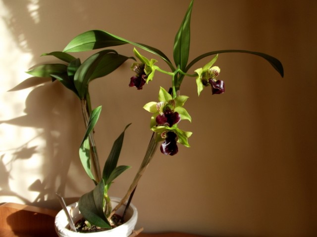 DSCF0022 — kopia.JPG