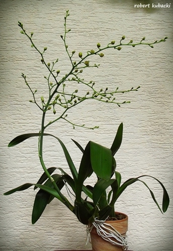 3.Onc.Sweet Sugar-1[30cze].jpg