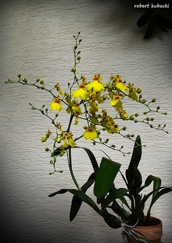 4.Onc.Sweet Sugar-2[12lip].jpg