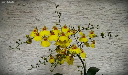 5.Onc.Sweet Sugar-3.jpg