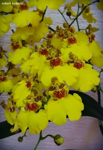 7.Onc.Sweet Sugar-5[21lip].jpg