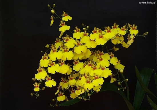 9.Onc.Sweet Sugar-7.jpg